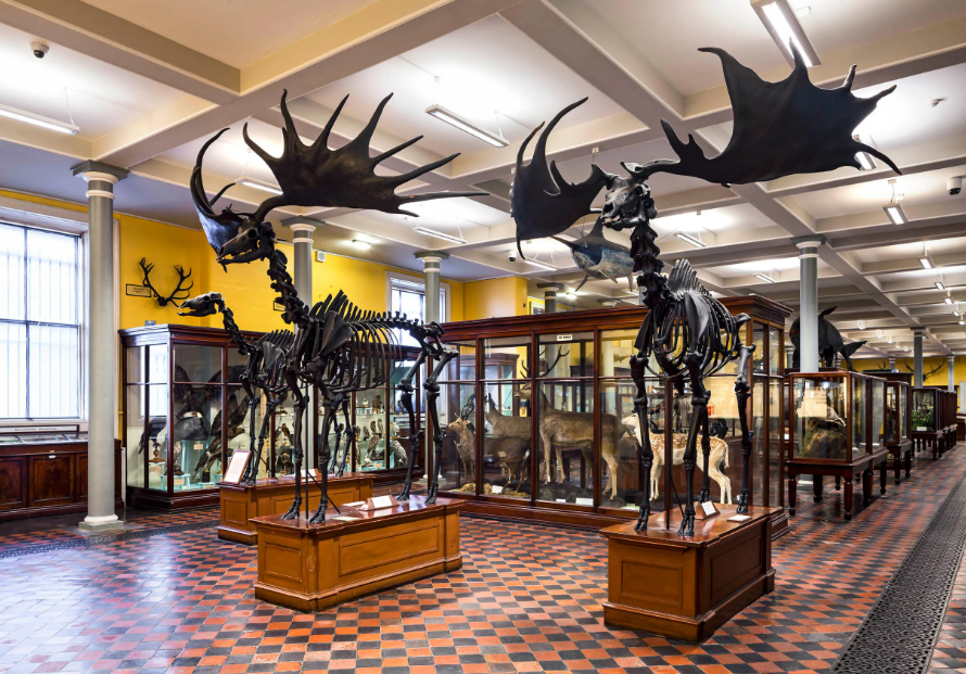 National Museum of Ireland, Dublin, Ireland